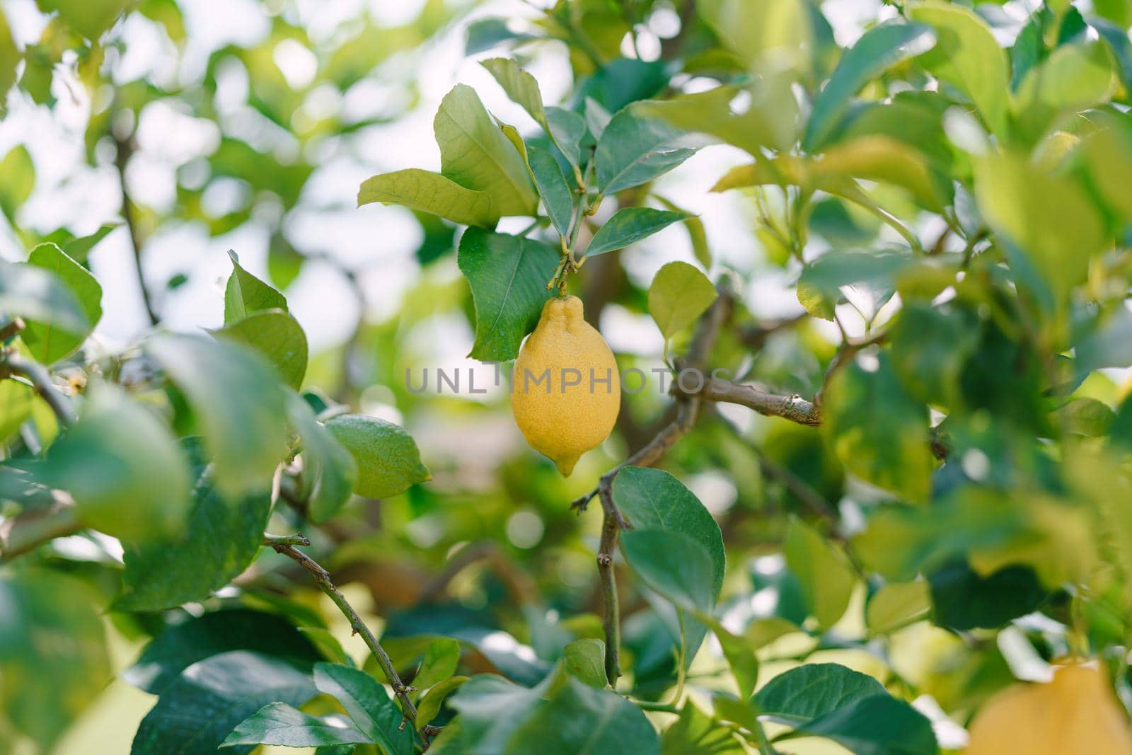 Lemon trees in pots, yellow lemons on a tree, close-up.
