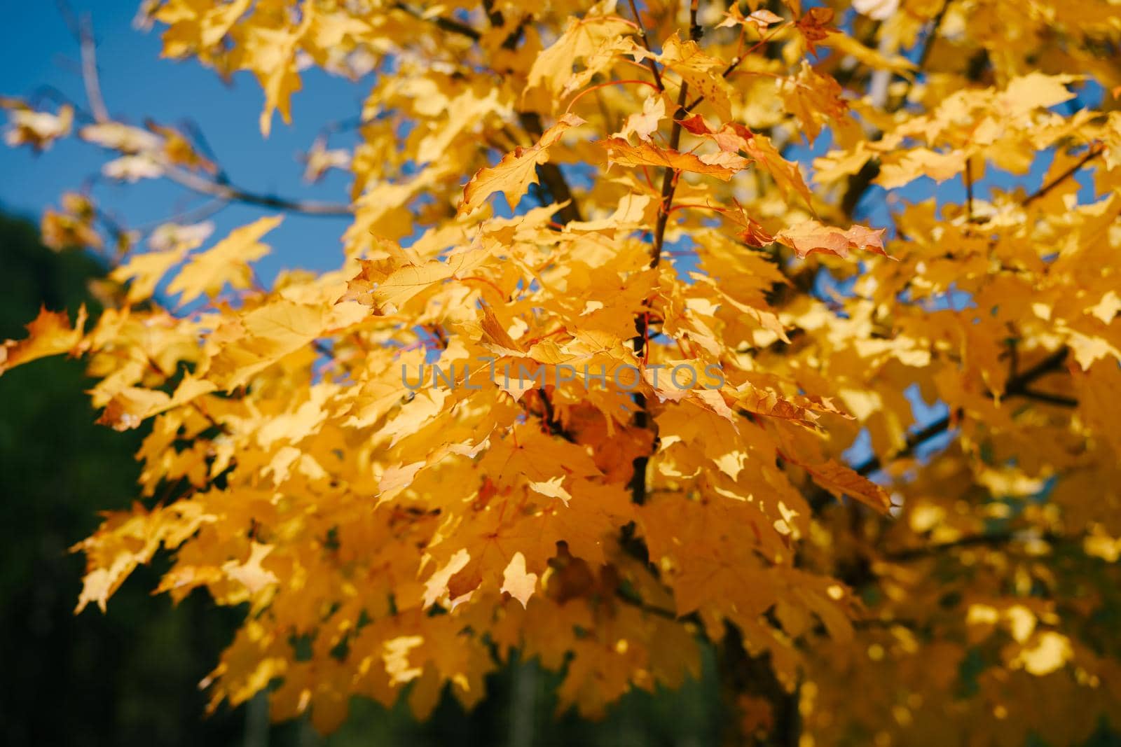 Fiery yellow autumn maple leaves on tree branches, against sky