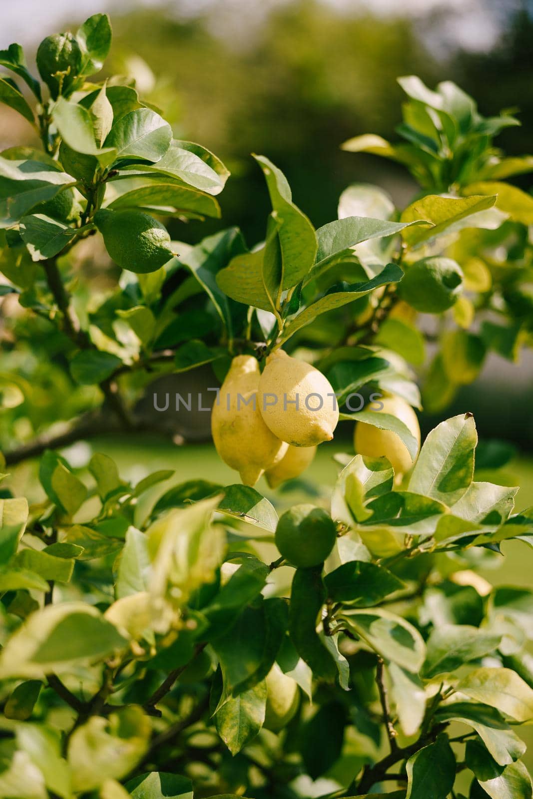 Lemon trees in pots, yellow lemons on a tree, close-up.