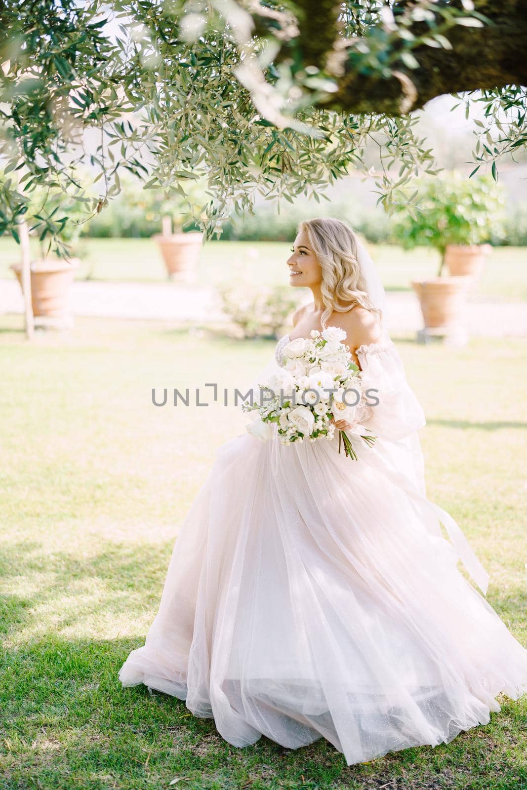 Wedding in Florence, Italy, in an old villa-winery. Bride in a white lush dress walks in the shade of olive trees an olive grove.