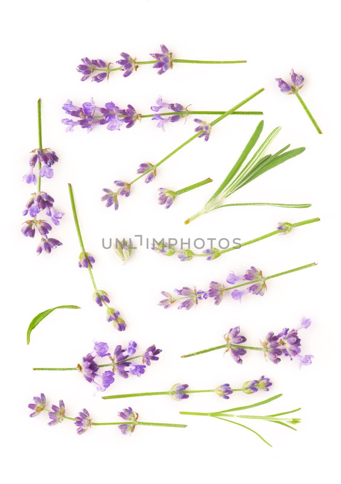 Lavender flowers bundle on a white background.