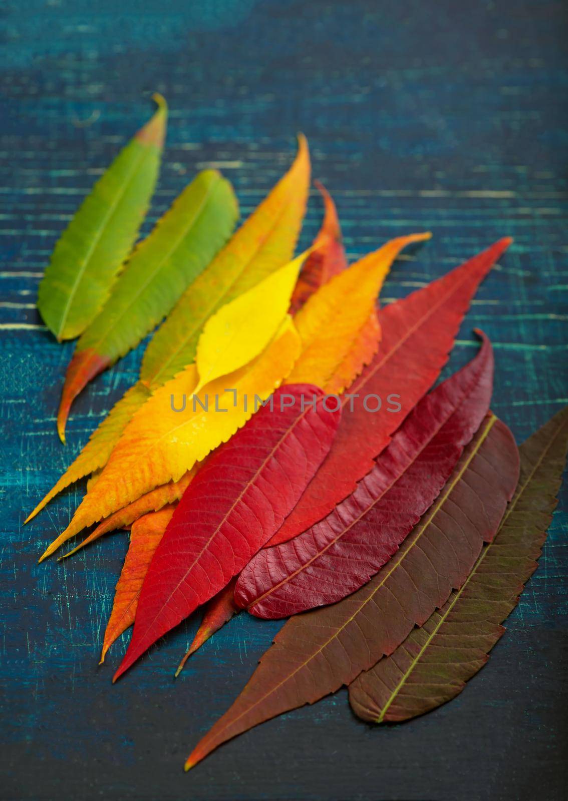 colorful fall leaf background. autumn leaves palette