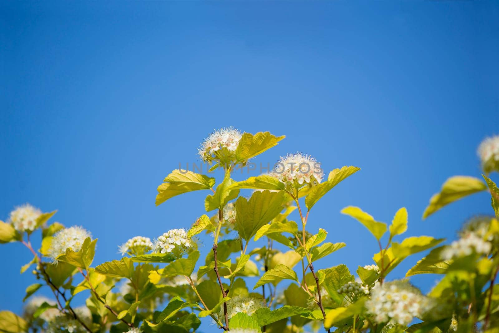 Viburnum carlesii, is a shrub with spherical growth form and white spherical flowers