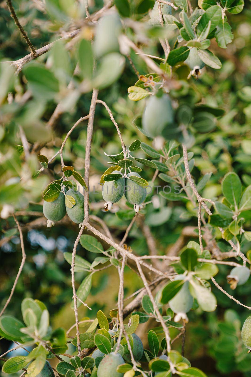 Close-up of fruit on Feijoa tree, Akka Sellova, Pineapple grass.