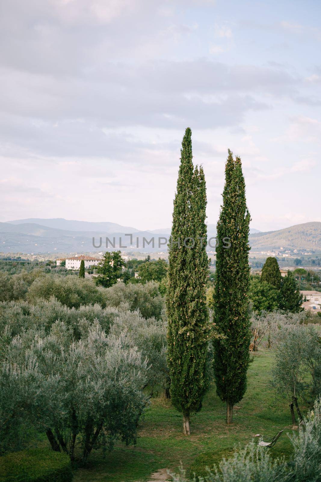 Classic views of Tuscany in Italy. Green olive groves to the horizon, cypresses, and vintage villas in the hills in sunset.