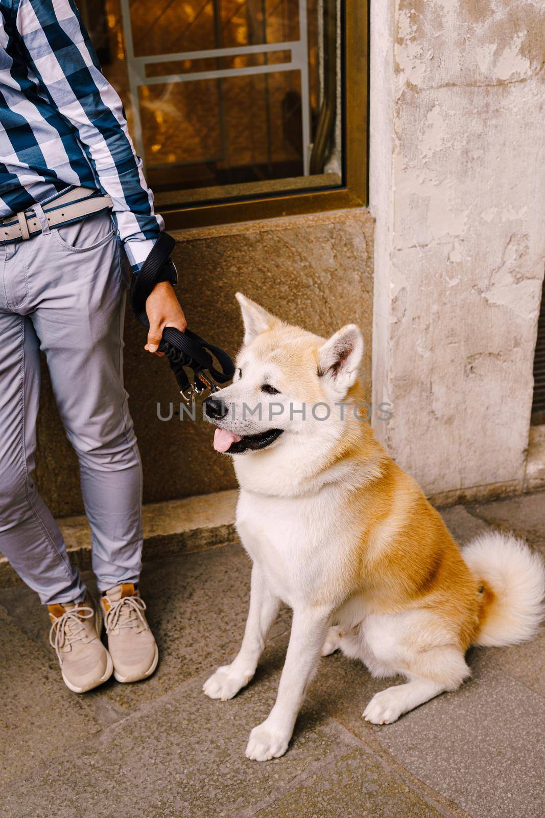 A white-yellow Akita Inu dog is sitting on a leash next to the owner legs. A white-skinned guy in a sandbags, blue pants and a blue checked shirt.