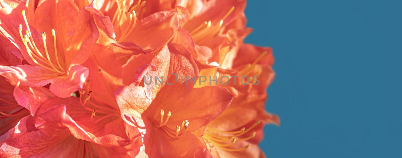 Beautiful outdoor floral background. Bush of delicate orange flowers of azalea or Rhododendron plant in a sunny spring day