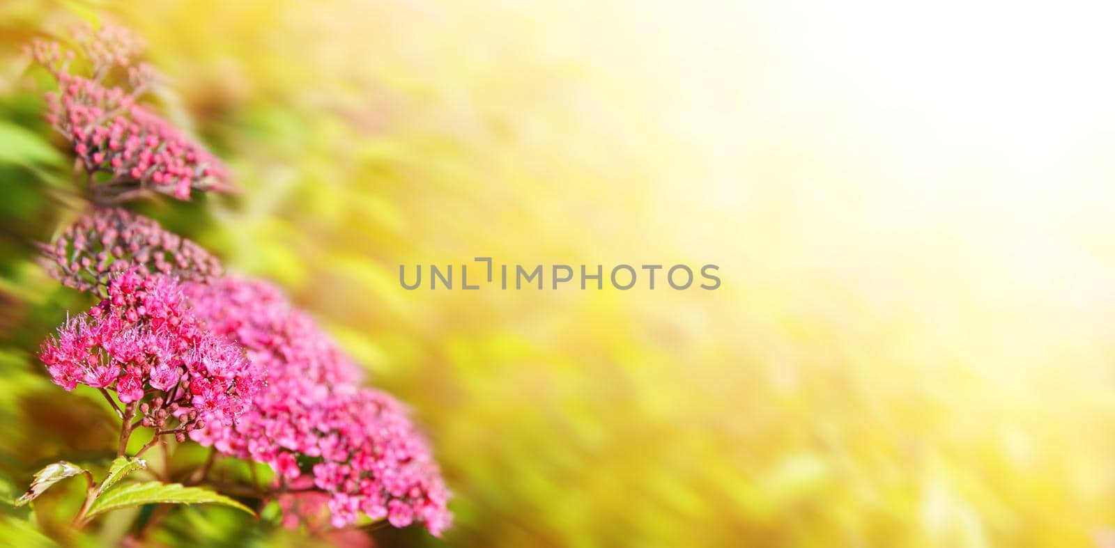 Blooming Japanese spiraea in the summer garden by palinchak