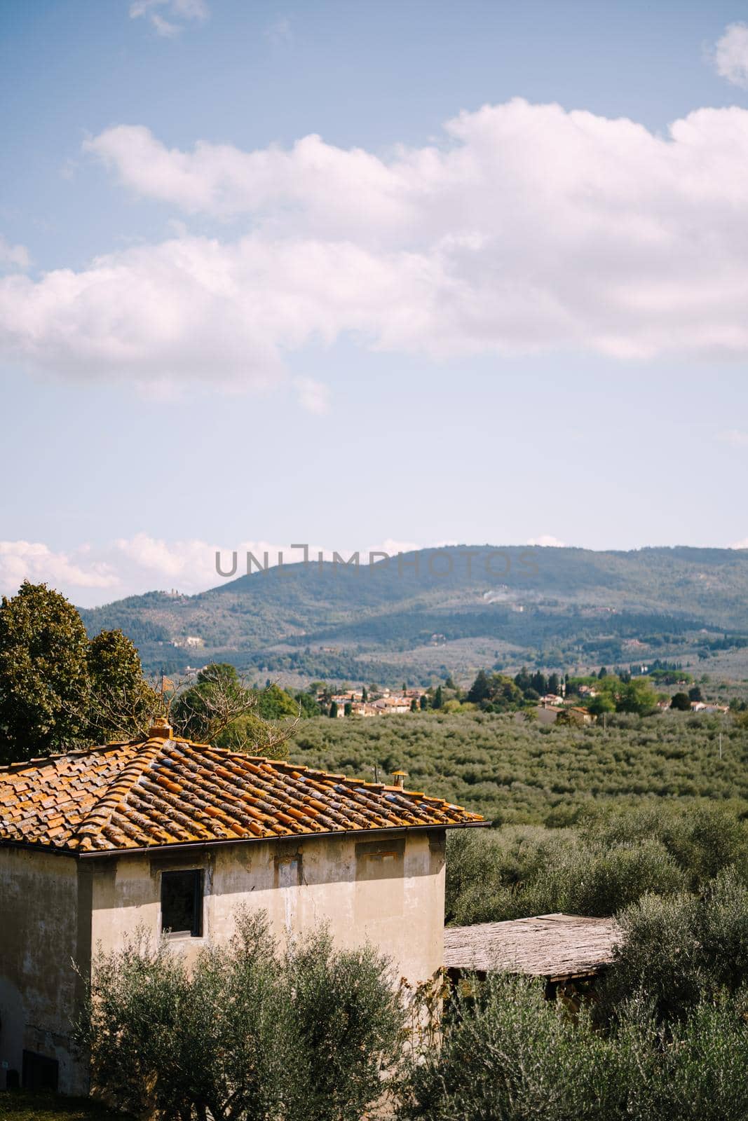 View on the olive grove and an old building from the old villa in Italy, in Tuscany, near Florence.