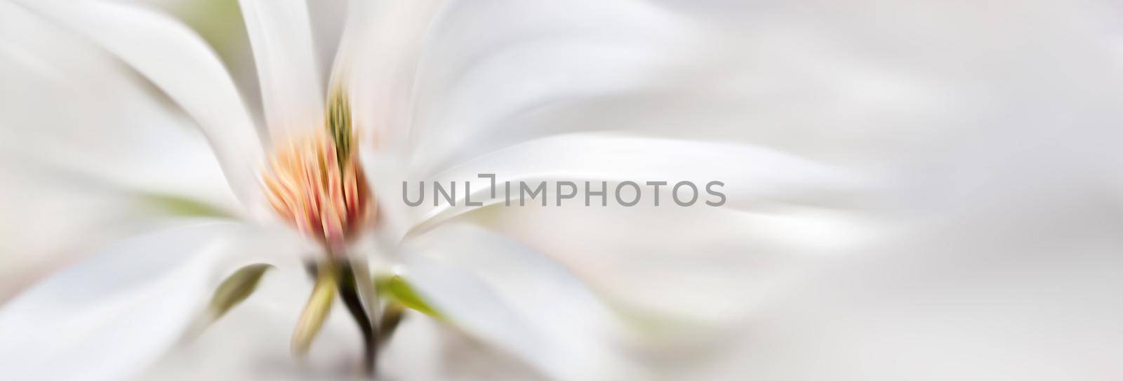 Abstract blurred flowers. Intentional motion blur. Magnolia kobus. Blooming tree with white flowers