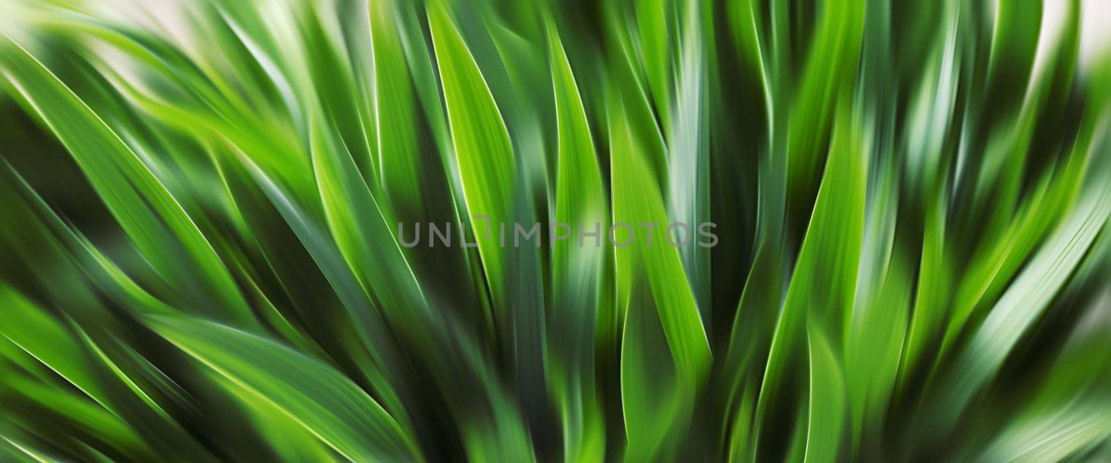 Abstract blurred green grass. by palinchak