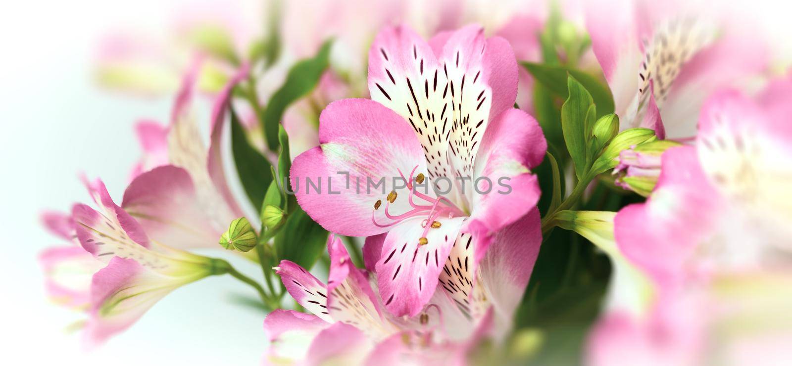 Floral background.  Bouquet of Alstroemeria flowers in full bloom. Pink flowers of Alstroemeria