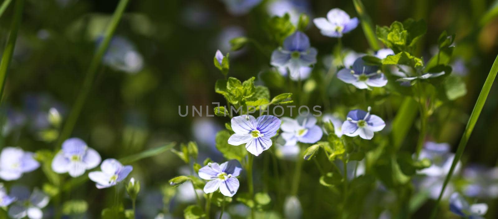 Veronica filiformis flowers - little blue flowers bloomed in the garden. Natural background for spring theme. Soft image with selective focus.