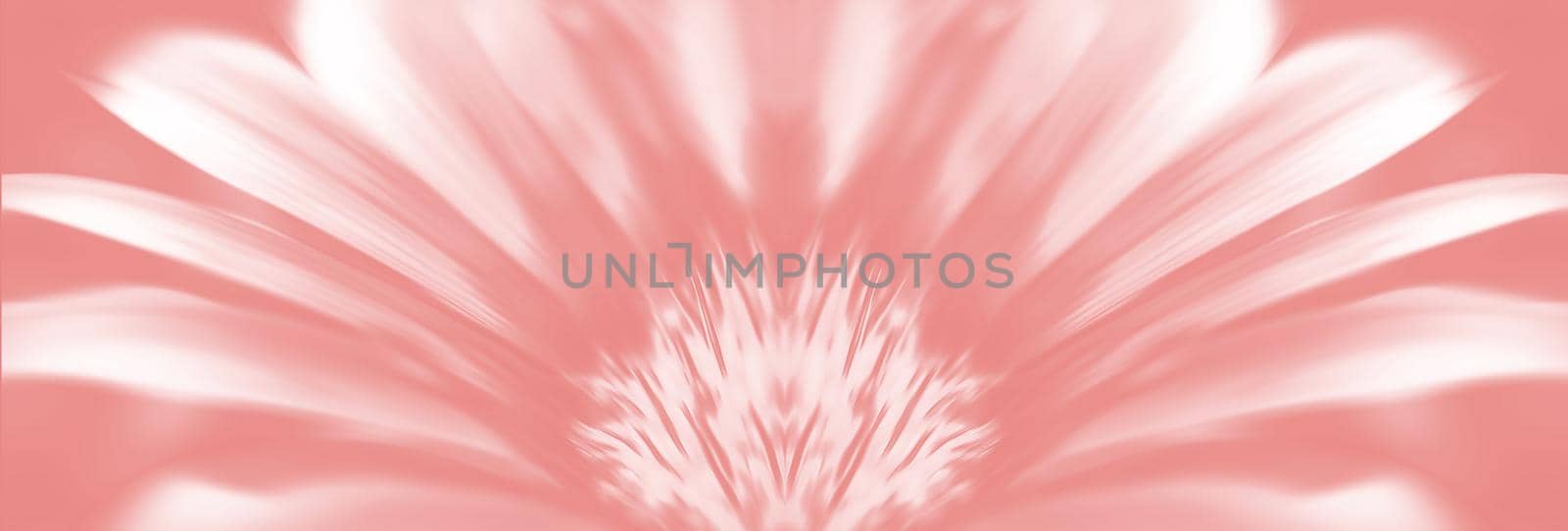 Floral background. Abstract blurred image of gerbera flowers. Image in the trendy coral color