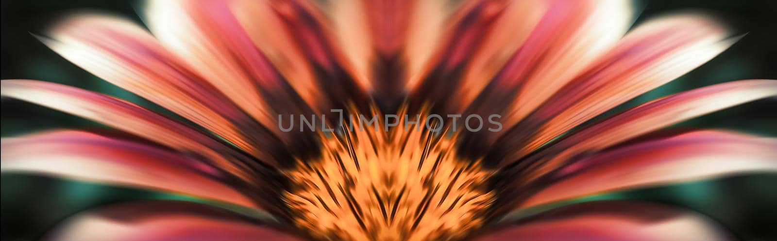 Floral background. Abstract blurred image of gerbera flowers