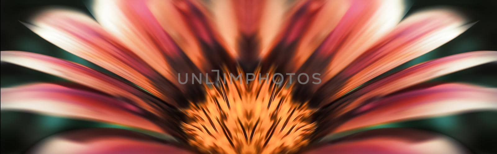 Blurred image of gerbera flowers by palinchak