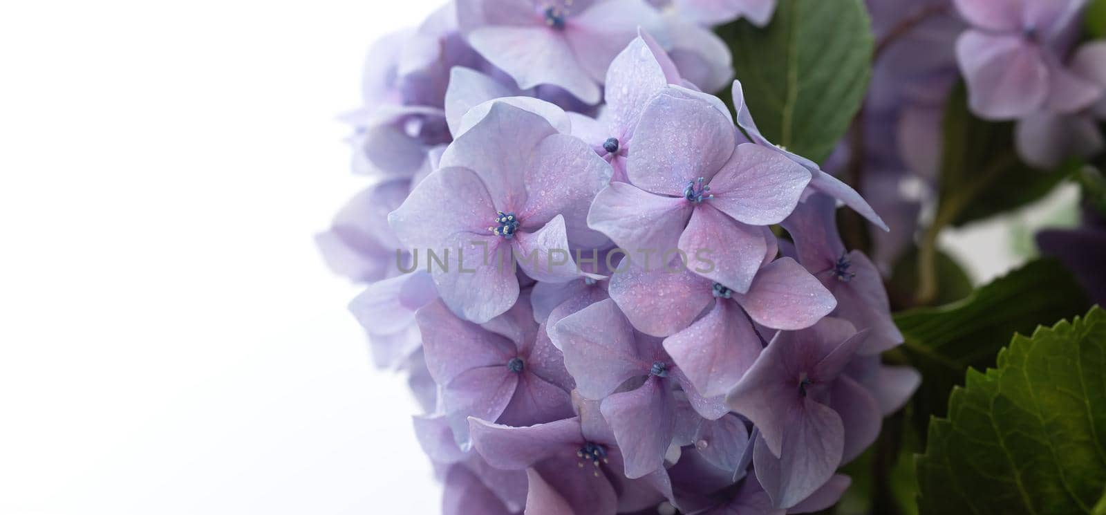 Hydrangea. Hortensia flowers background by palinchak