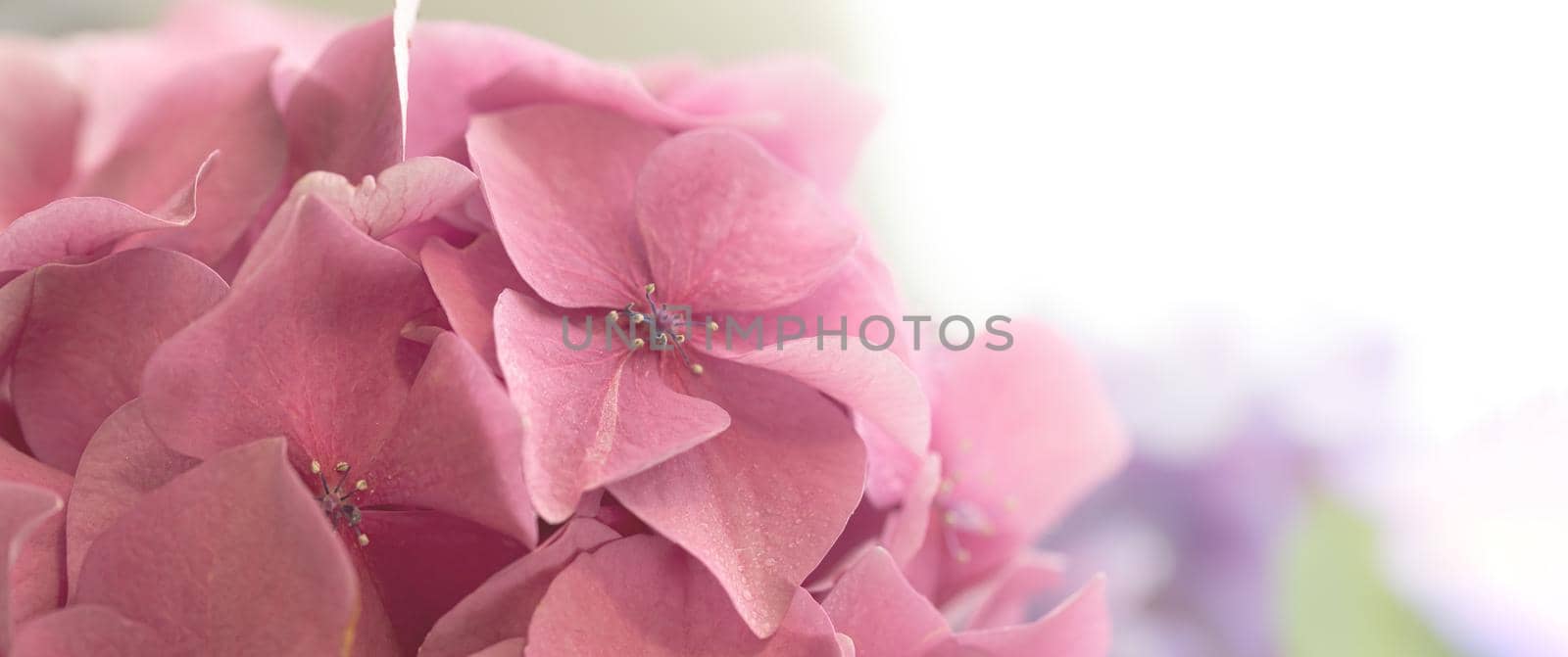 Floral background. Soft Hydrangea or Hortensia flowers. Artistic natural background. Flowers in bloom in spring time. 
