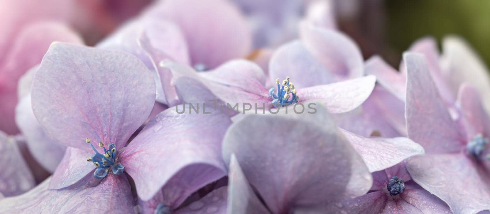 Floral background. Soft blue Hydrangea or Hortensia flowers with water drops on petals. Artistic natural background. Flowers in bloom in spring time. Extremely shallow depth of field