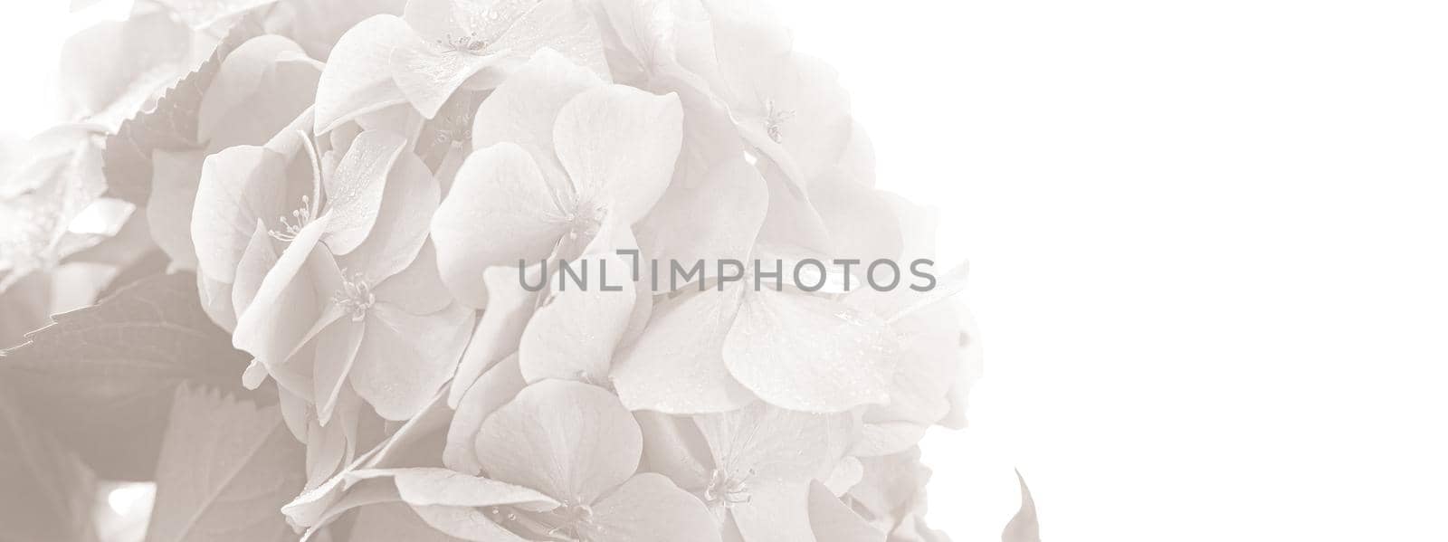 Floral background. Soft Hydrangea or Hortensia flowers with water drops on petals. Artistic natural background. Flowers in bloom in spring time. Image in a light gray tone