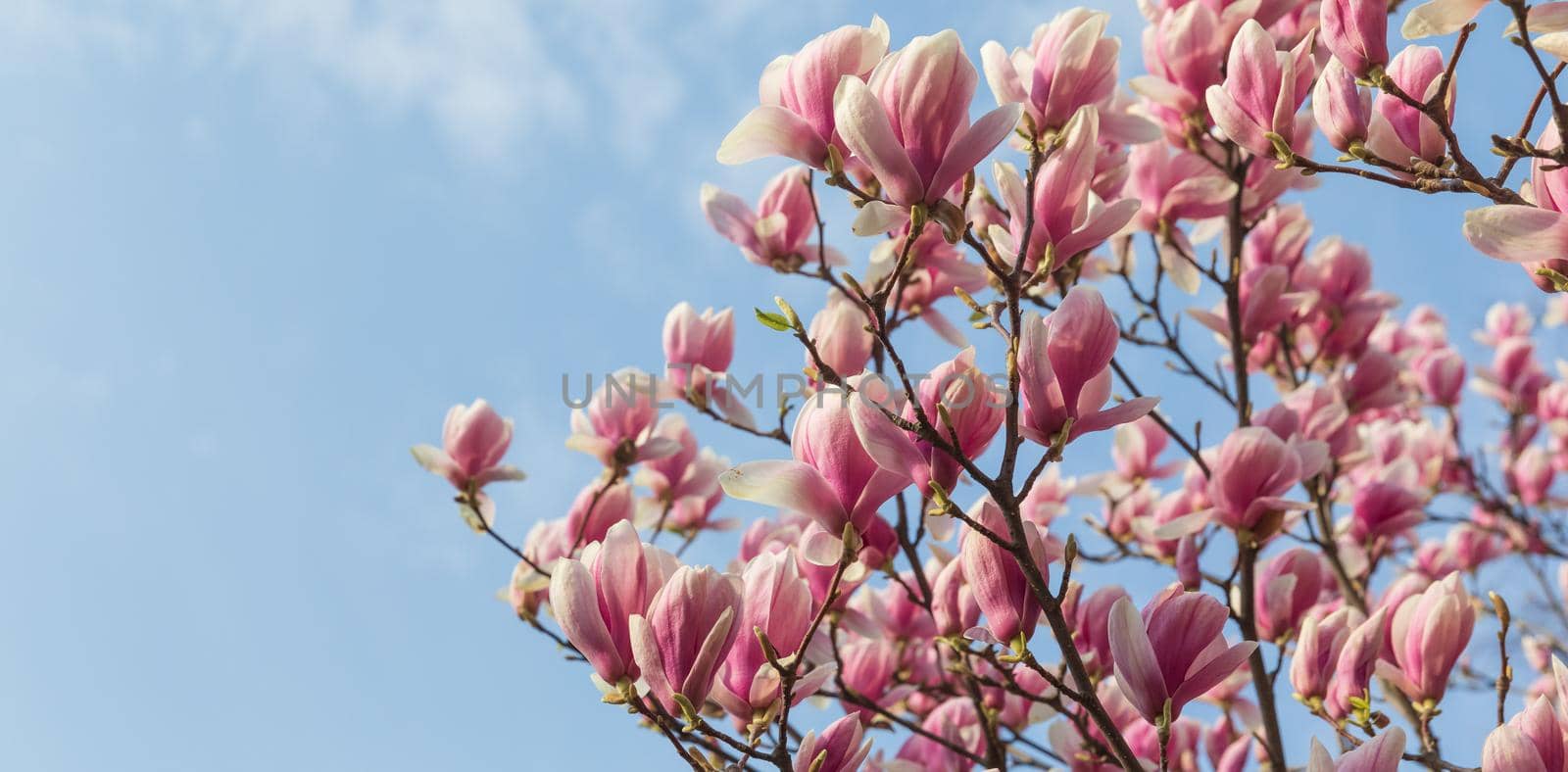 Natural background concept. Pink magnolia branch. Magnolia tree blossom. Blossom magnolia branch against nature background. Magnolia flowers in spring time.