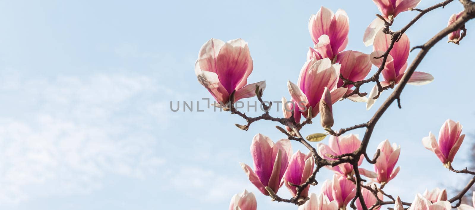 Natural background concept. Pink magnolia branch. Magnolia tree blossom. Blossom magnolia branch against nature background. Magnolia flowers in spring time.