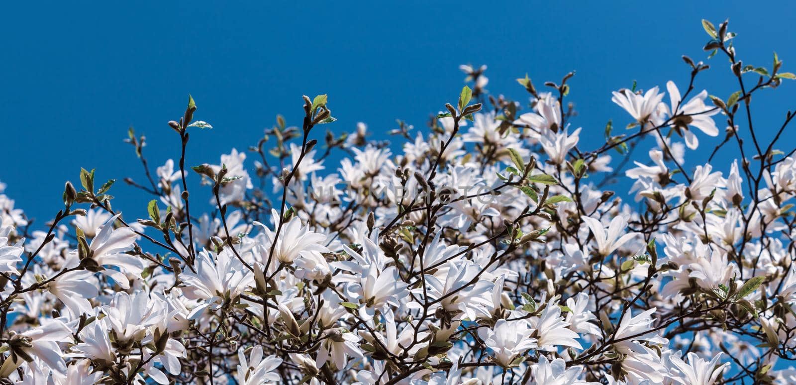 Springtime. Blooming magnolia tree with white flowers.