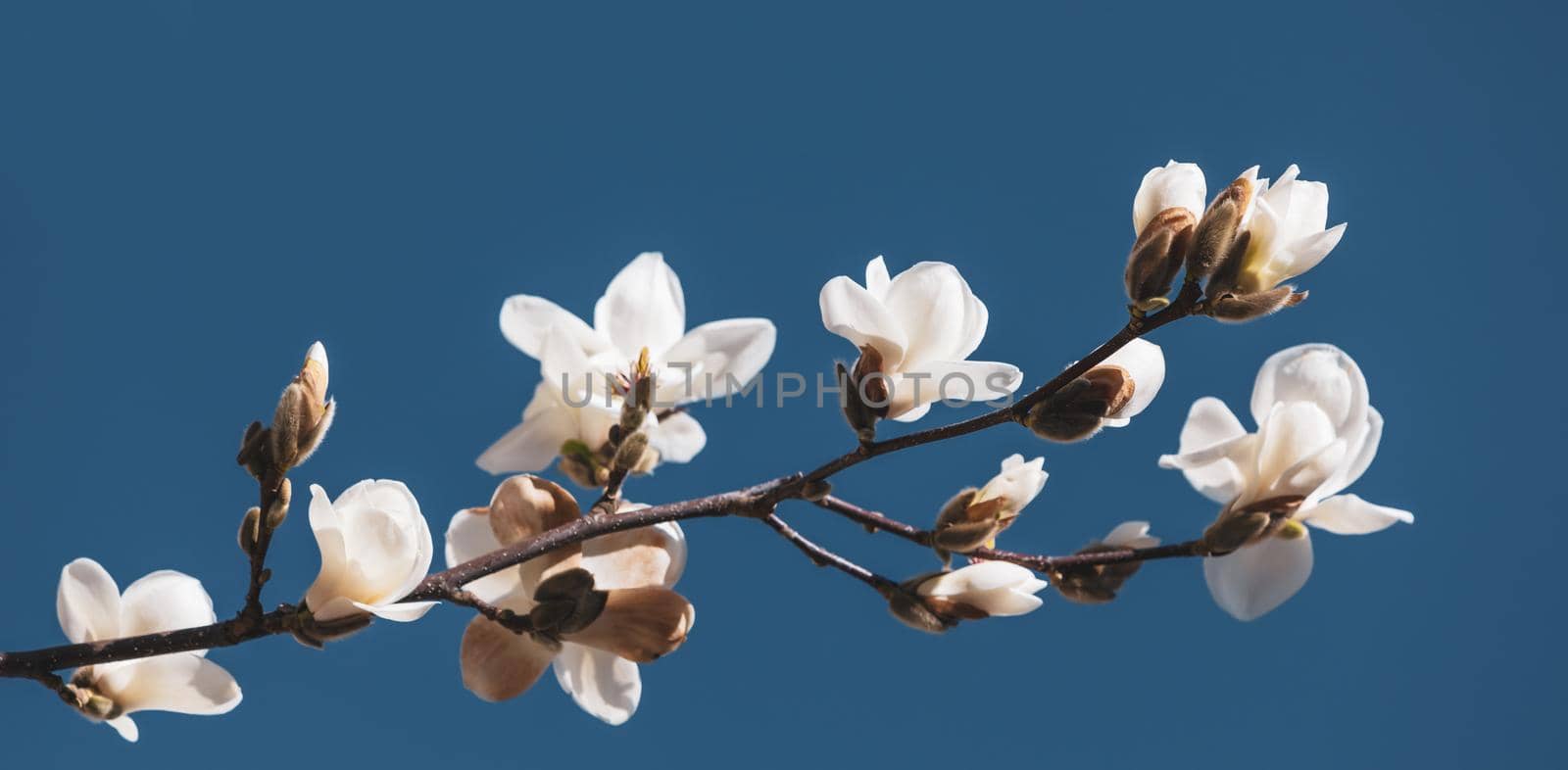 Magnolia tree blossom. by palinchak