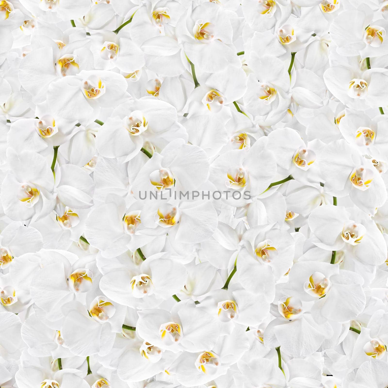 Floral background. White orchid seamless texture