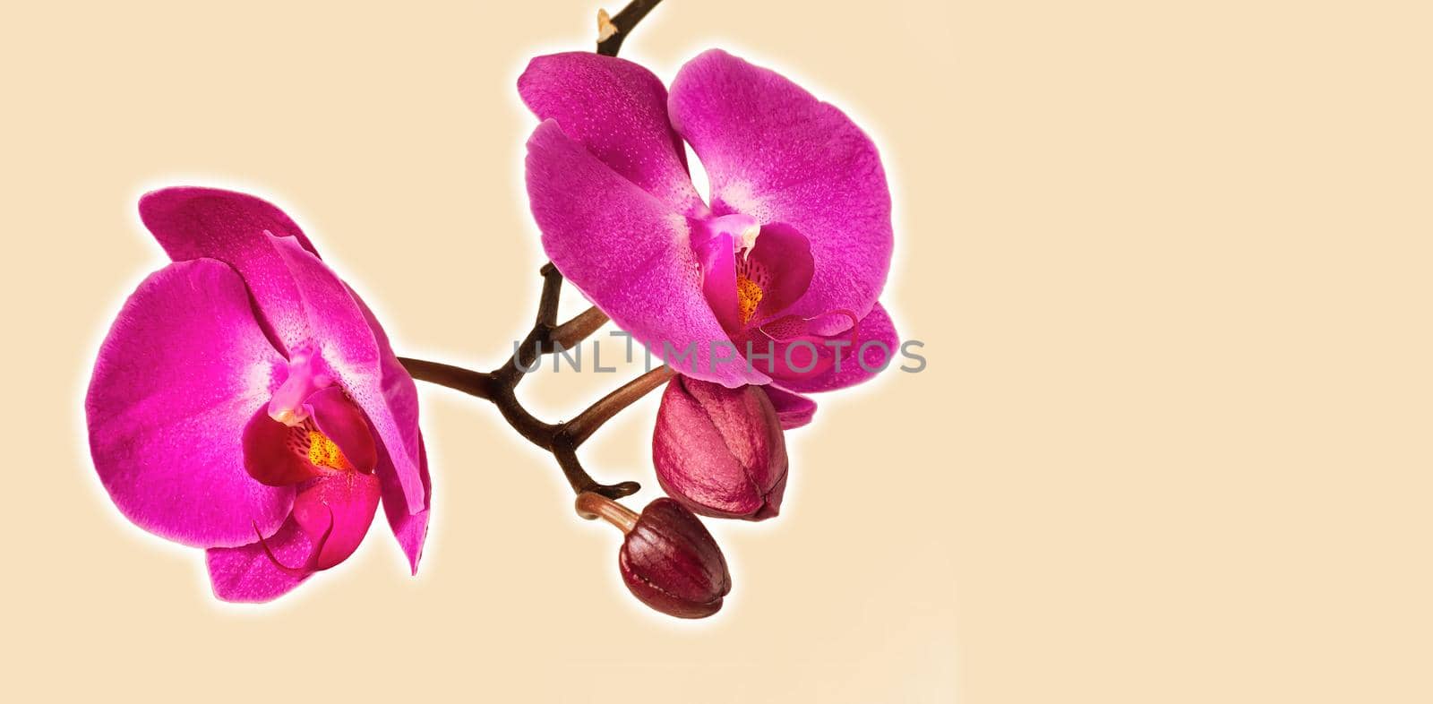 Pink purple phalaenopsis orchid flower with copy space on background