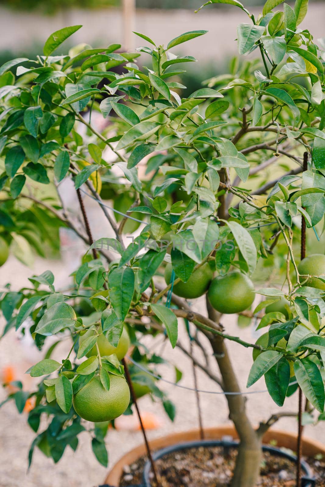 A close-up of the green fruits of the tangerine, on a small tree in a clay pot.