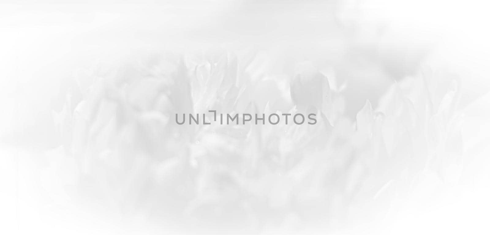 Abstract nature background. Soft focus image of blooming peonies