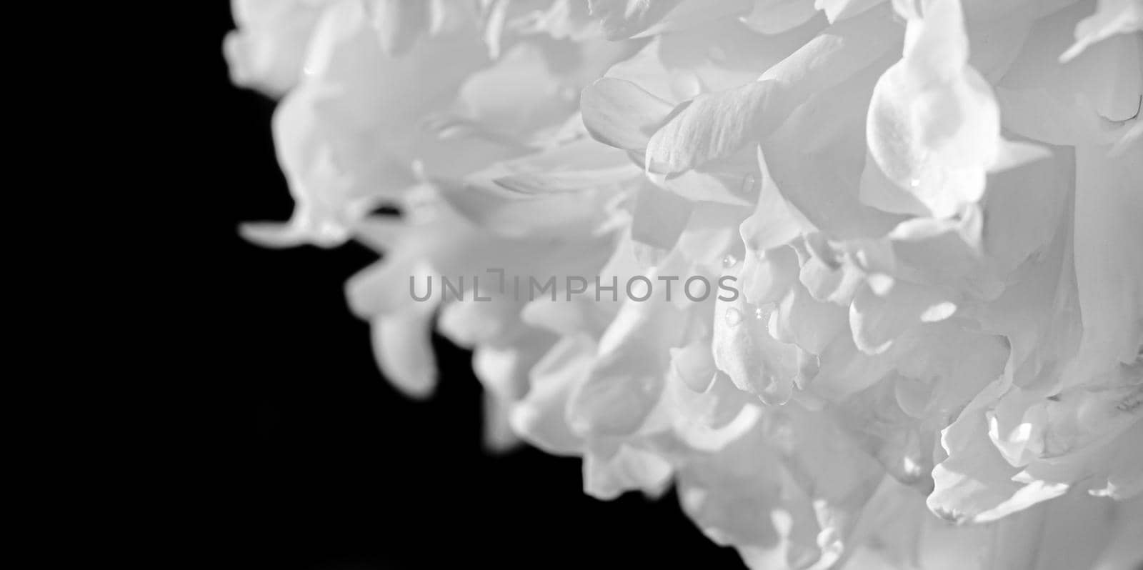 Abstract nature background. Soft focus image of blooming peonies