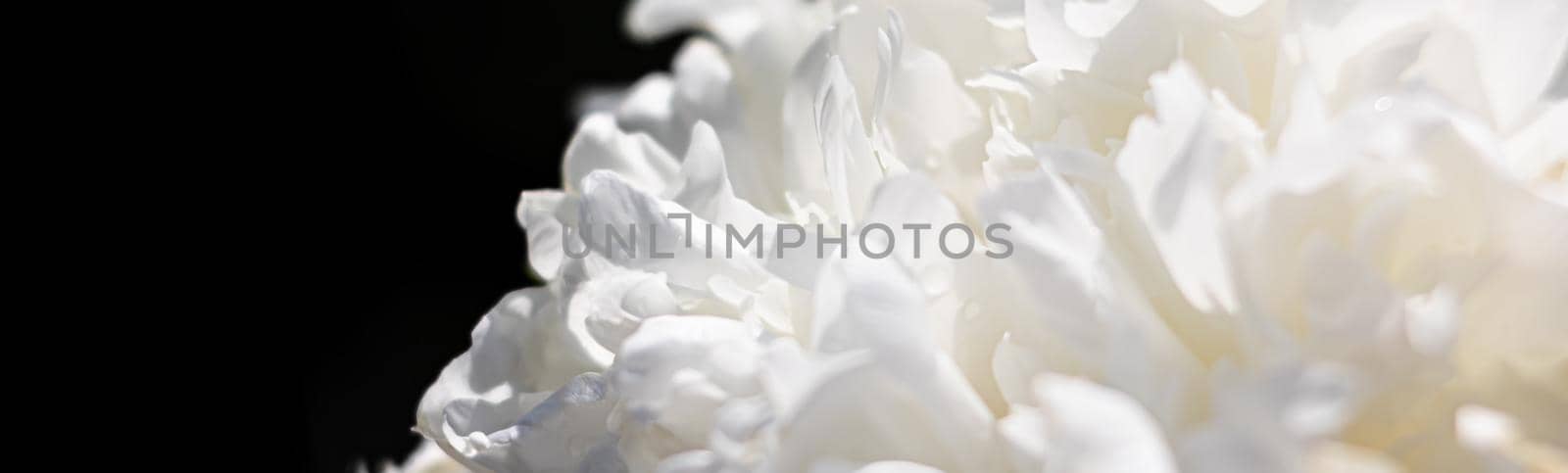 Abstract nature background. Soft focus image of blooming peonies