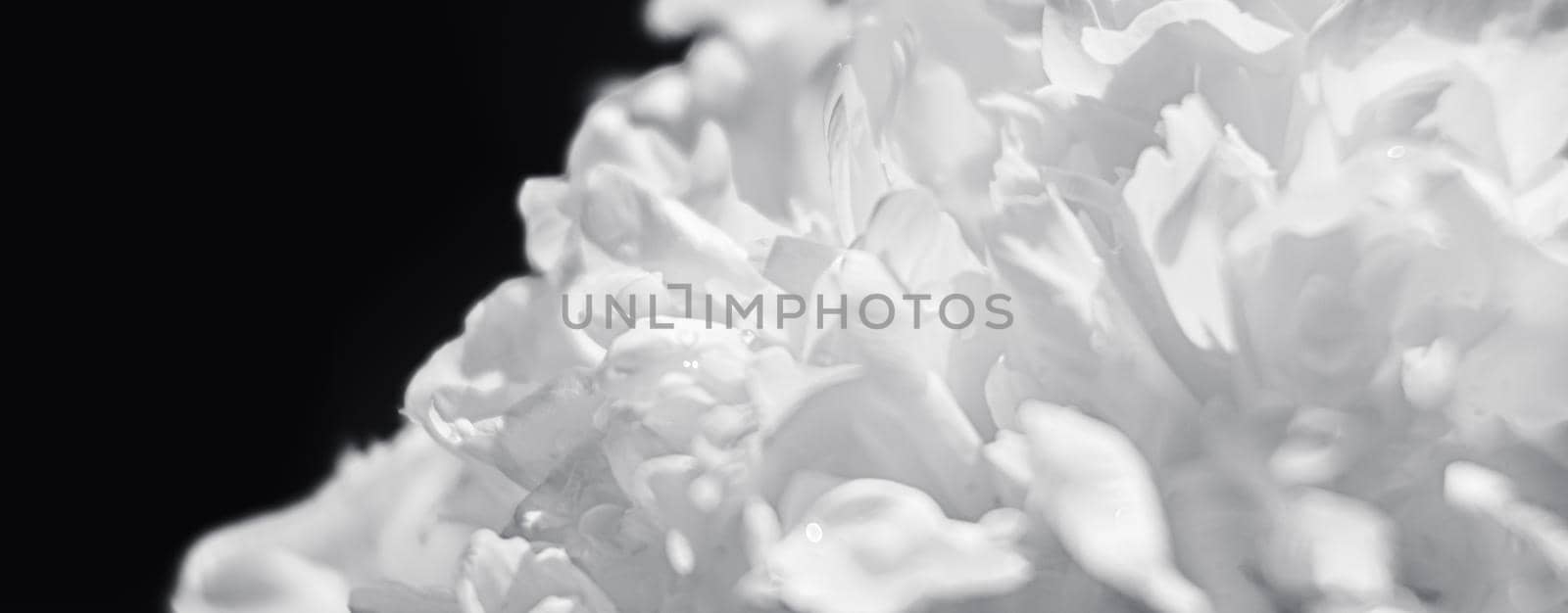 Abstract nature background. Soft focus image of blooming peonies
