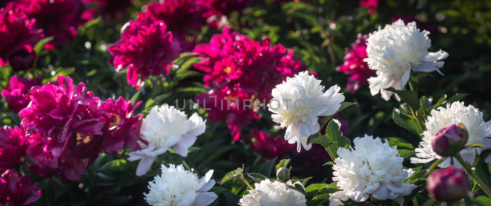 Soft focus image of blooming white and pink peonies in the garden. Selective focus. Shallow depth of field