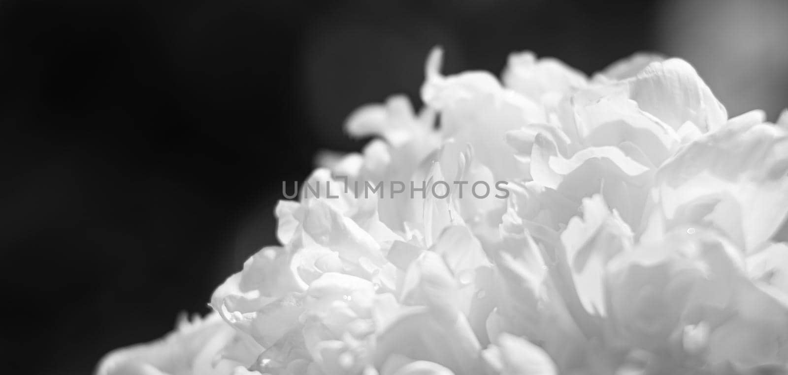 blooming peonies background by palinchak
