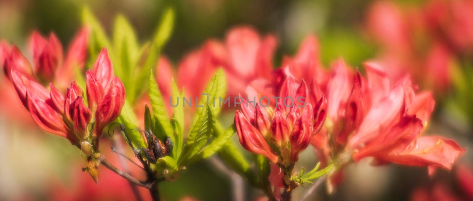 Soft focus blurred floral background. Rhododendron plants in bloom with red flowers. Azalea bushes in the park with red flowers