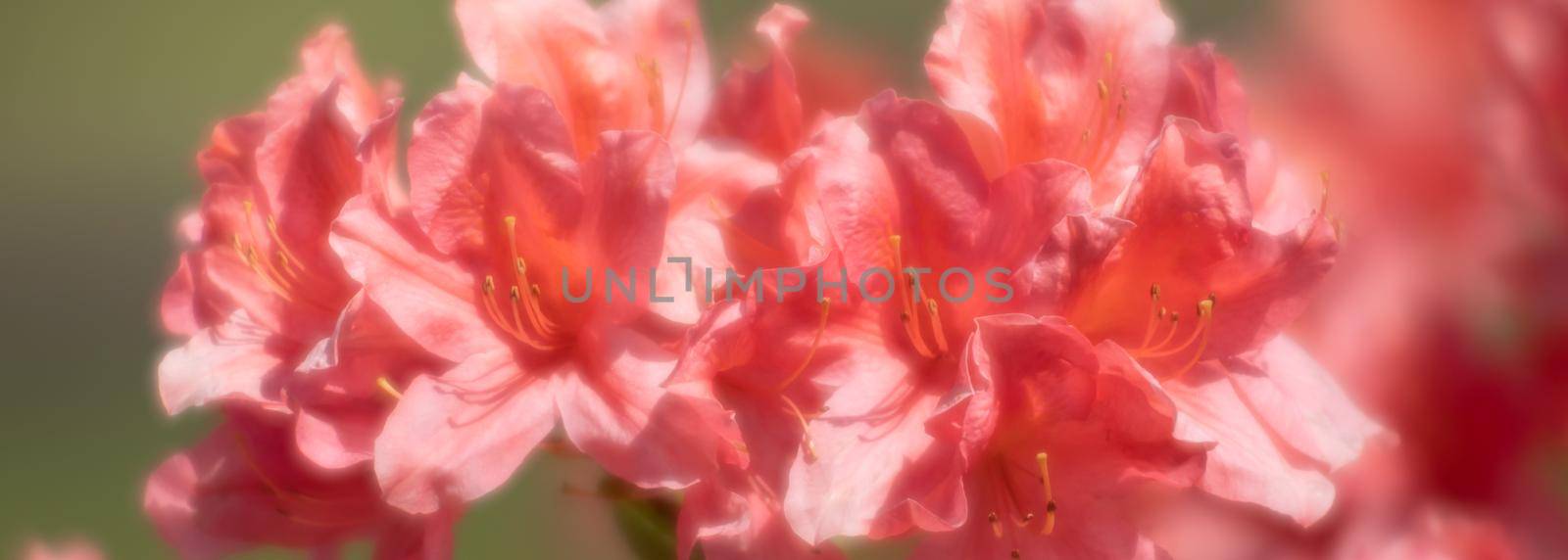 Soft focus blurred floral background. Rhododendron plants in bloom with red flowers. Azalea bushes in the park with red flowers