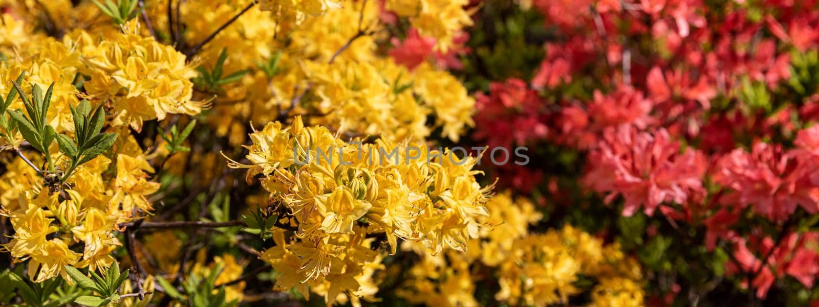 yellow flowers of azalea by palinchak