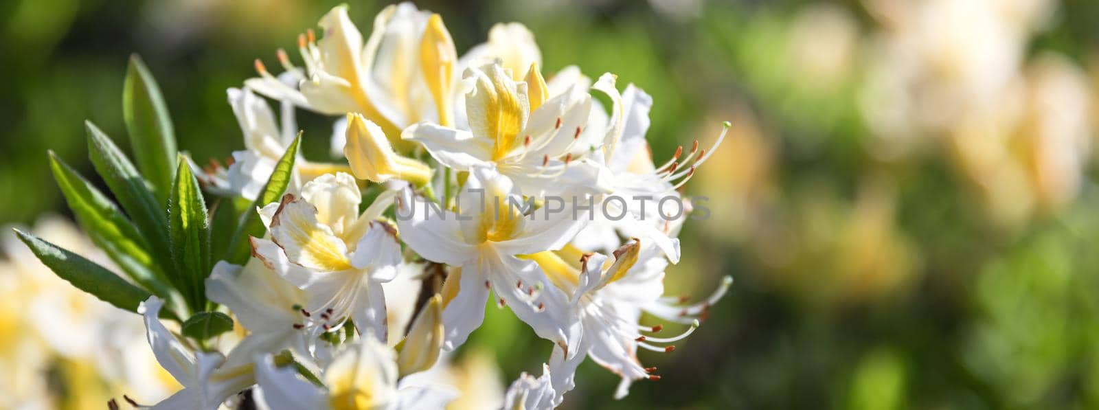 Beautiful outdoor floral background with yellow rhododendrons. Bush of delicate yellow flowers of azalea or Rhododendron plant in a sunny spring day