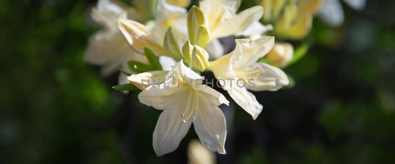 yellow flowers of azalea by palinchak