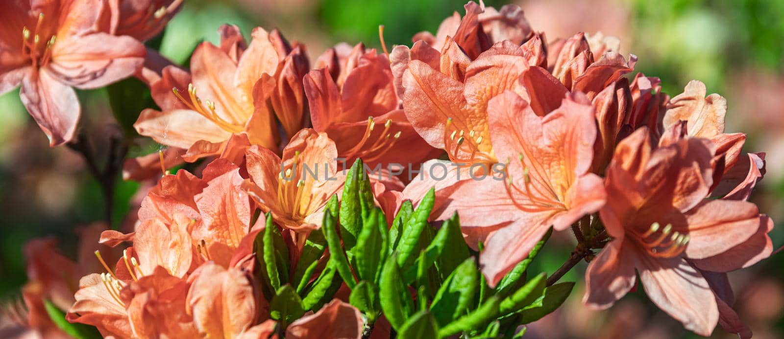 Beautiful outdoor floral background. Bush of delicate orange flowers of azalea or Rhododendron plant in a sunny spring day