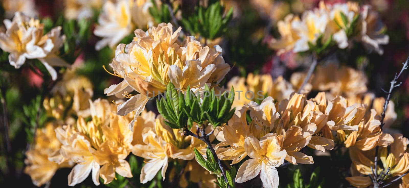 Beautiful outdoor floral background with yellow rhododendrons. Bush of delicate yellow flowers of azalea or Rhododendron plant in a sunny spring day