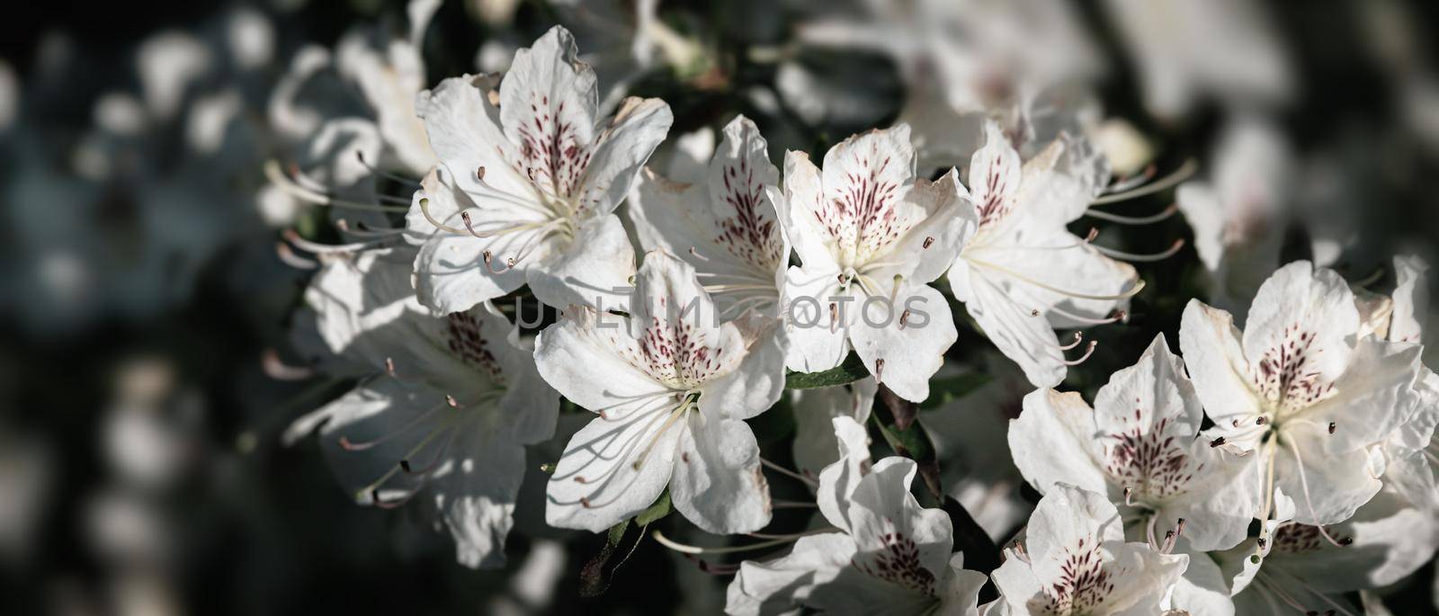 White flowers of azalea by palinchak