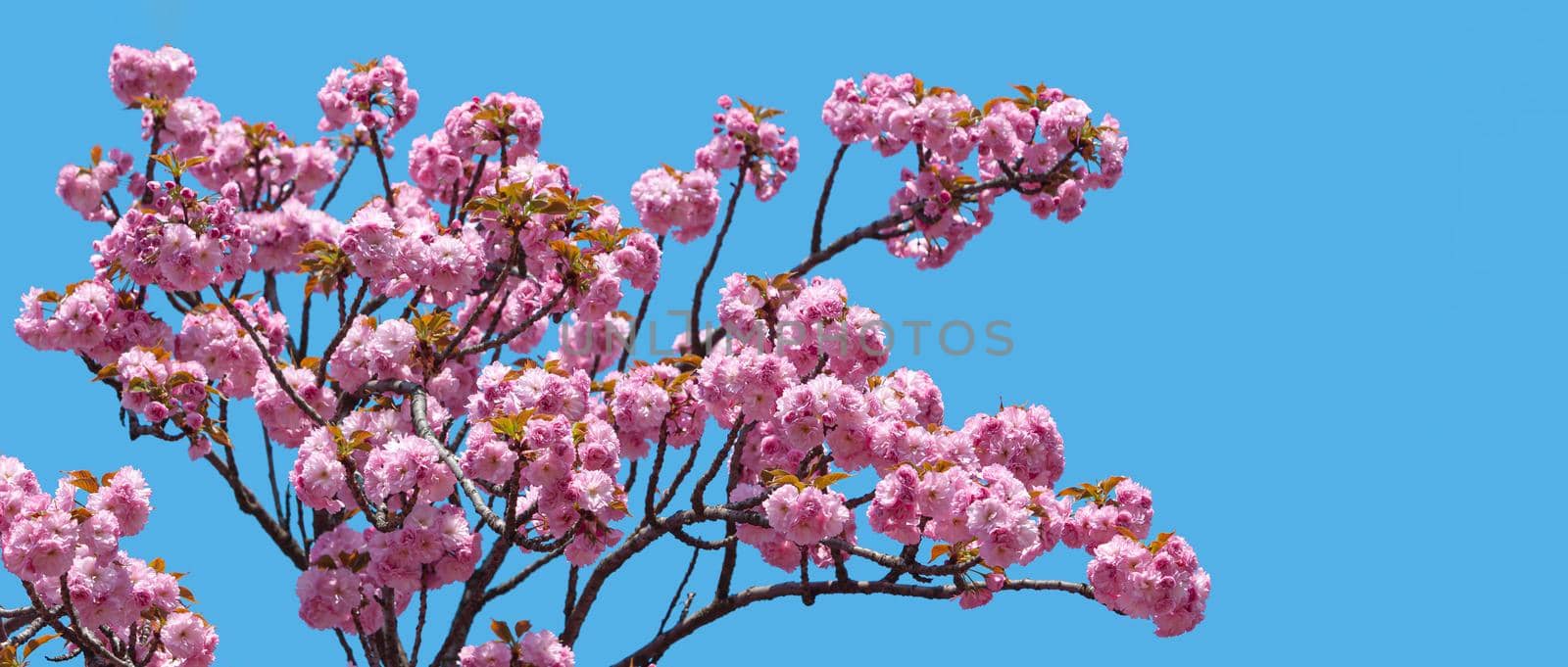 Sakura. Blossomed Japanese cherry trees on blue sky background