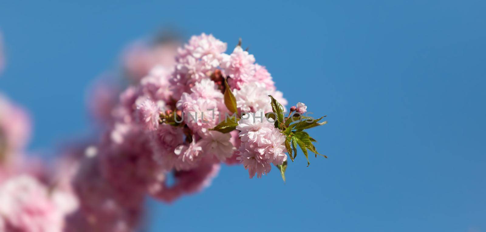 Sakura tree flowers by palinchak
