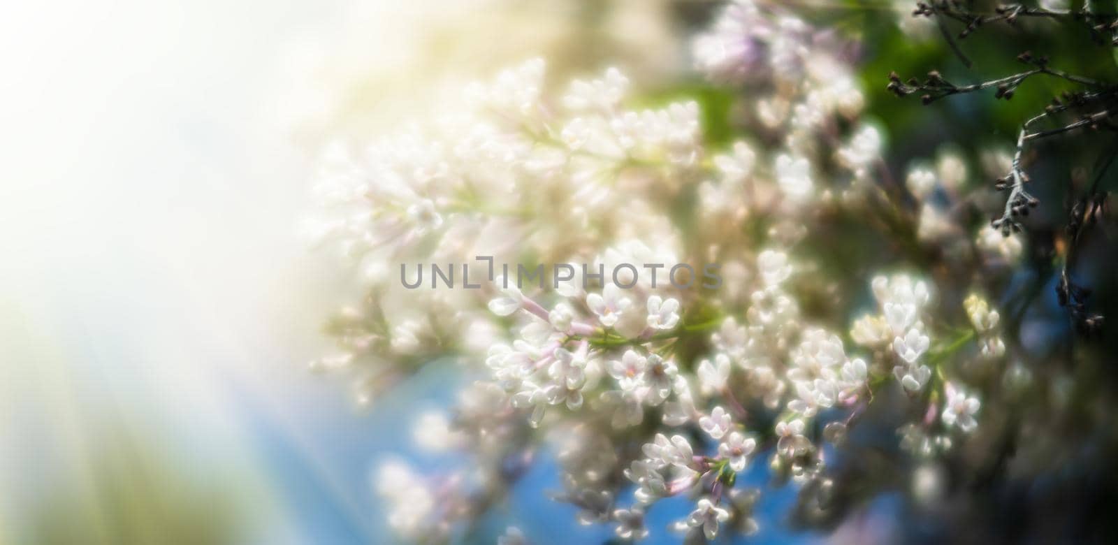 Soft focus image of blossoming branch of a white lilac. Spring blooming lilac tree flowers. Lilac blossom in spring.
