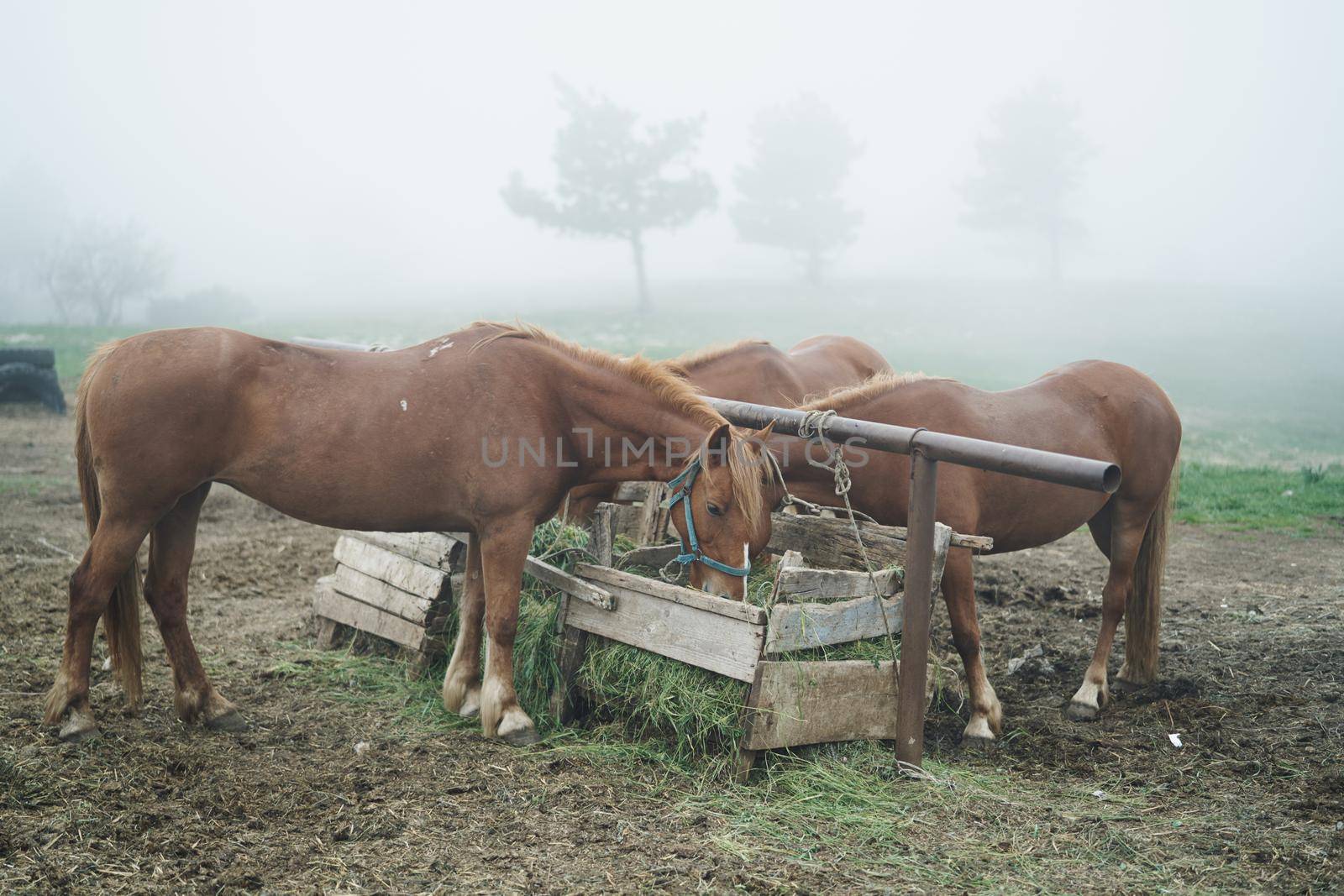 nature fog animals horses eating fresh air by SHOTPRIME
