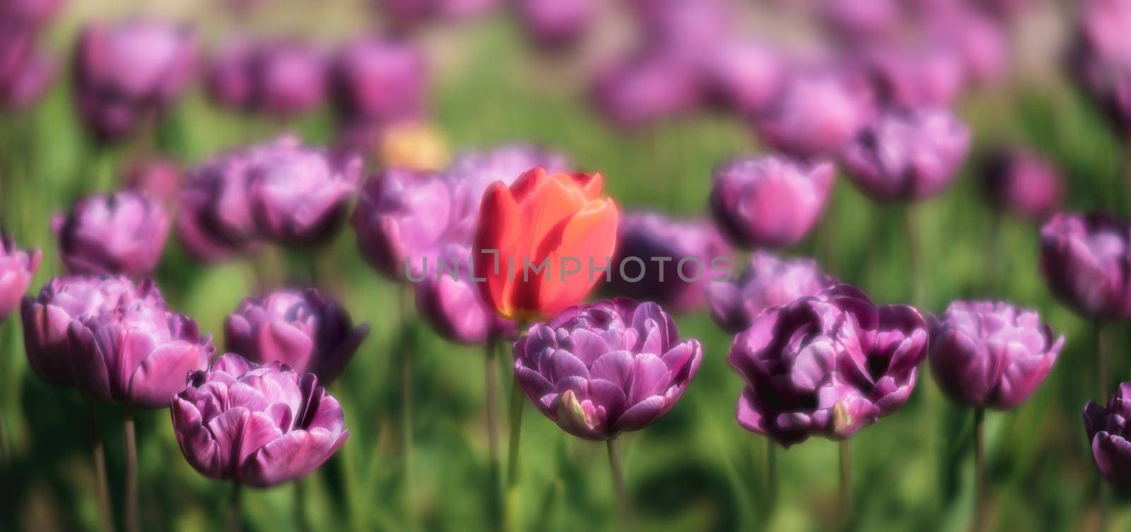 Blooming tulips spring background by palinchak
